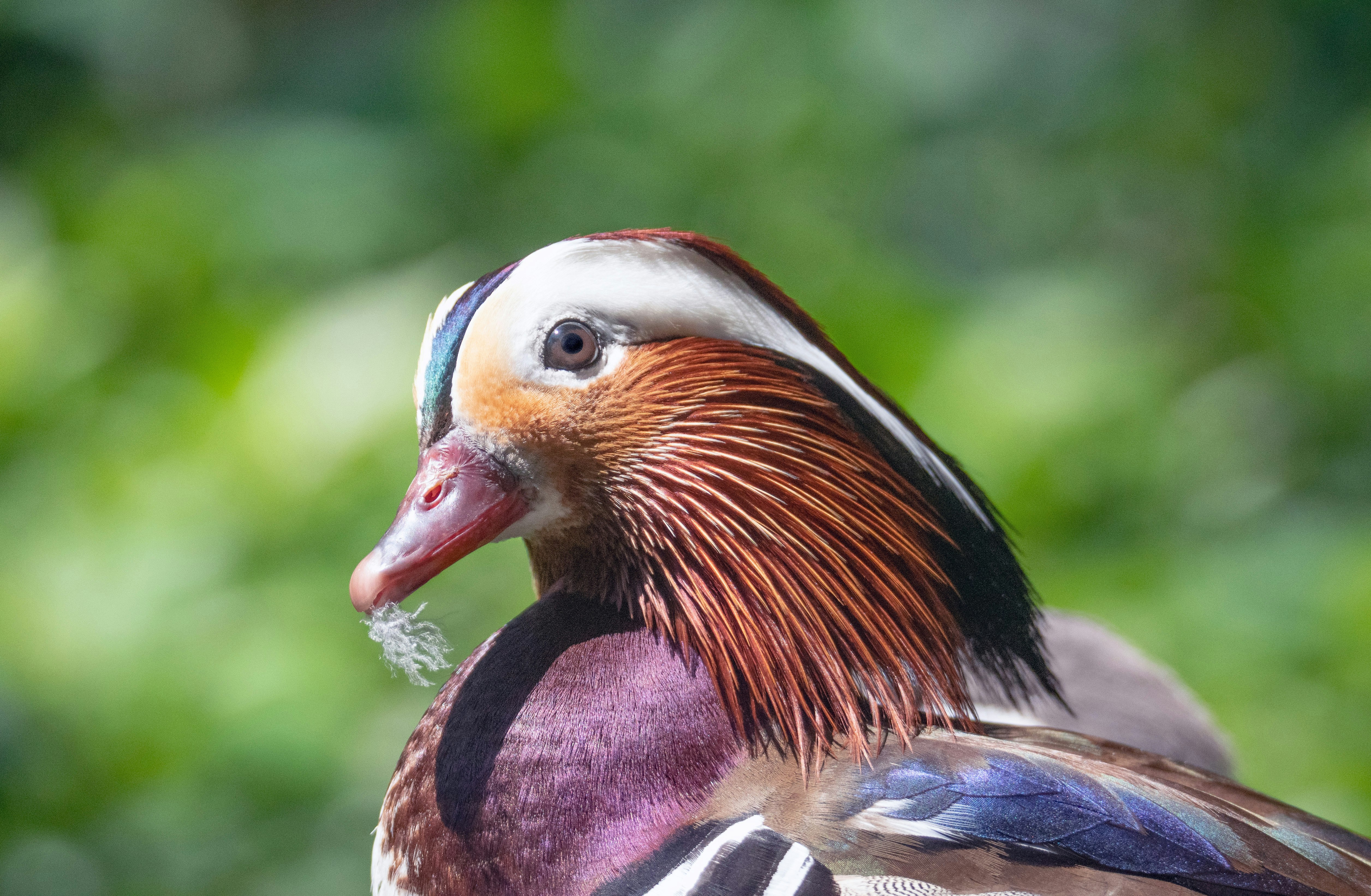 brown white and black duck